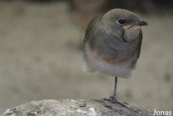 Vogelpark Ruinen