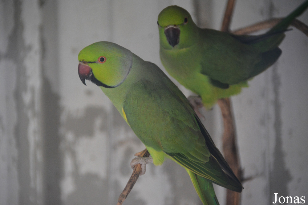 Vogelpark Ruinen