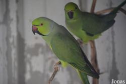 Vogelpark Ruinen