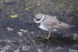 Vogelpark Ruinen