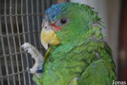 Vogelpark Ruinen