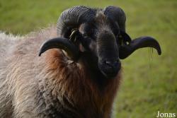 Mouton Drents Heideschaap