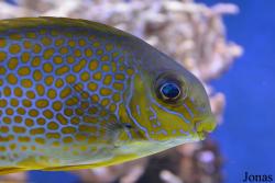 Aquarien- und Terrarienverein Hottonia
