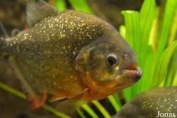 Aquarien- und Terrarienverein Hottonia
