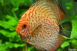 Aquarien- und Terrarienverein Hottonia