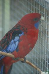 Platycercus elegans elegans
