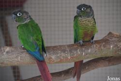 Vogelpark Groß-Rohrheim