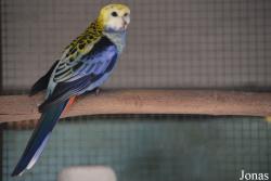 Platycercus adscitus