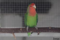 Vogelpark Groß-Rohrheim