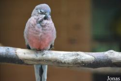 Vogelpark Groß-Rohrheim