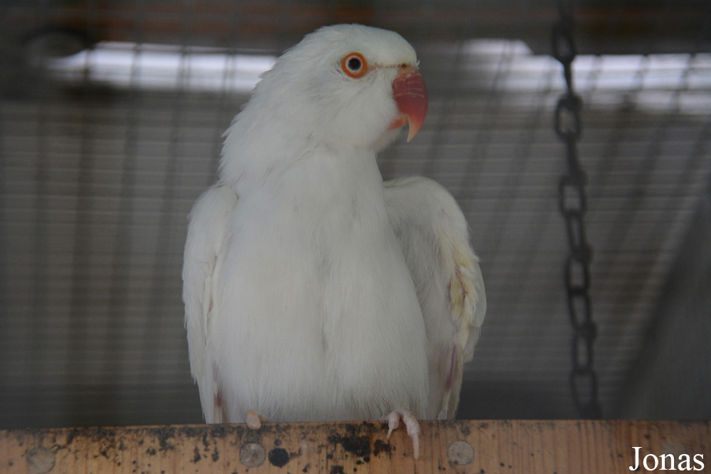 Vogelpark Lampertheim