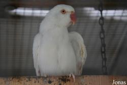 Vogelpark Lampertheim