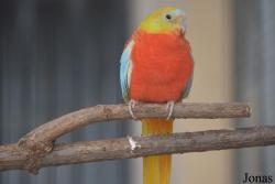 Vogelpark Lampertheim