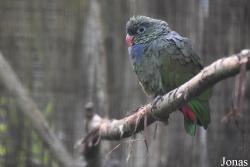 Pionus sordidus