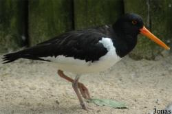 Vogelpark Walsrode