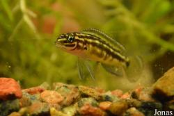 Julidochromis marlieri