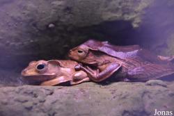 Rīgas Zooloģiskais Dārzs