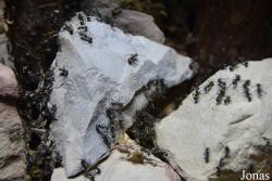 Polyrhachis dives