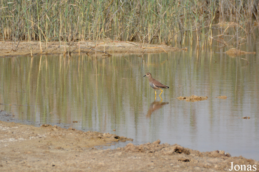 Al Wathba Wetland Reserve