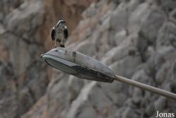 Musandam Peninsula