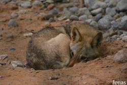 Ras Al Khaimah Wild Life Park