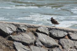 Ras Al Khor Wildlife Sanctuary