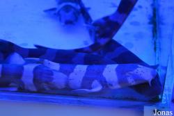 Dubai Aquarium & Underwater Zoo