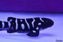 Dubai Aquarium & Underwater Zoo