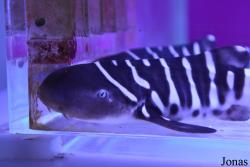 Dubai Aquarium & Underwater Zoo