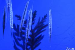 Dubai Aquarium & Underwater Zoo