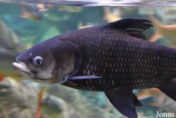 Dubai Aquarium & Underwater Zoo