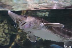 Dubai Aquarium & Underwater Zoo