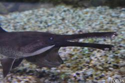 Dubai Aquarium & Underwater Zoo