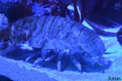Dubai Aquarium & Underwater Zoo