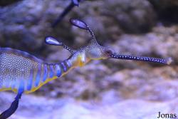Dubai Aquarium & Underwater Zoo