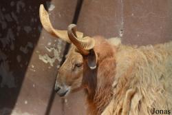 Emirates Park Zoo and Resort