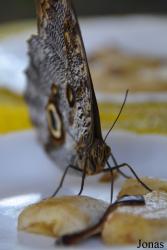 Dubai Butterfly Garden