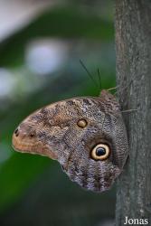 Dubai Butterfly Garden