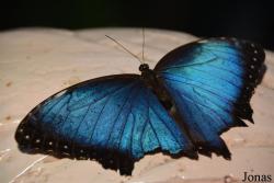 Dubai Butterfly Garden