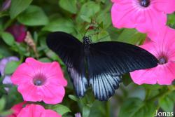Dubai Butterfly Garden