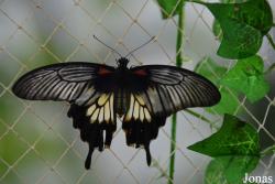 Dubai Butterfly Garden