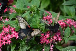 Dubai Butterfly Garden