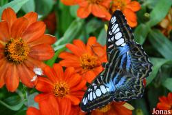 Dubai Butterfly Garden