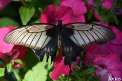 Dubai Butterfly Garden