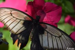 Dubai Butterfly Garden