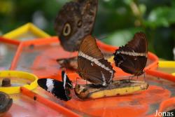 Dubai Butterfly Garden