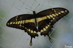 Dubai Butterfly Garden