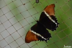 Dubai Butterfly Garden