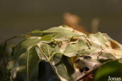 Oecophylla smaragdina