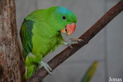 Tanygnathus lucionensis